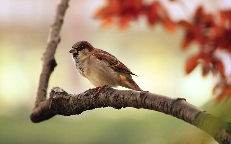 sparrow-9950_1280.jpg