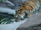 Tiger beim trinken