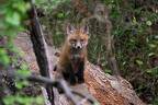 Fuchs / Foxs