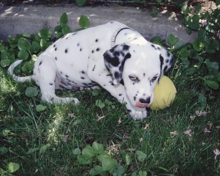 hunde_07.jpg