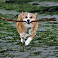 Hunde