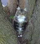 Katze