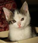 Katze