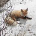 Fuchs im Schnee