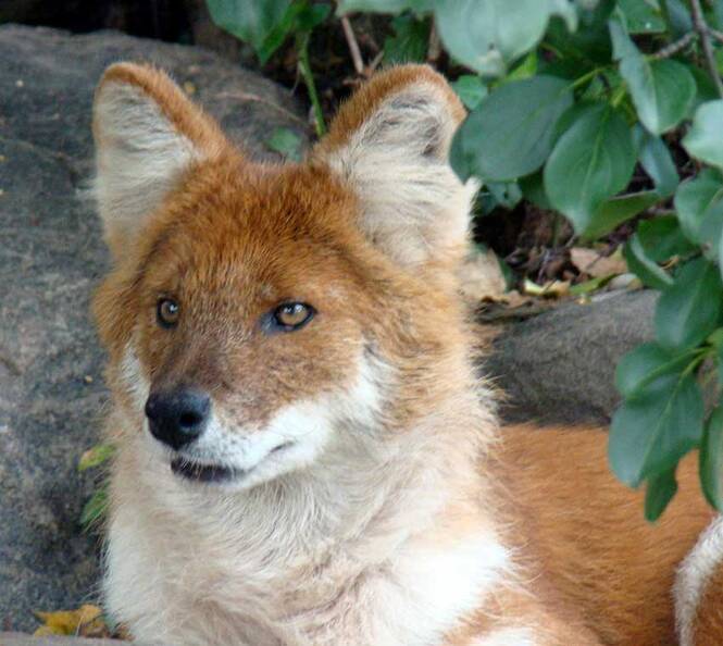 fuchs_dse10.jpg