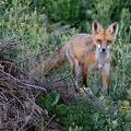 Fuchs